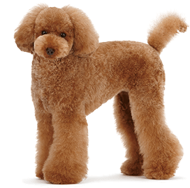 ロイヤルカナン ブリード ヘルス ニュートリション サンプルお試しキャンペーン ペットゴー