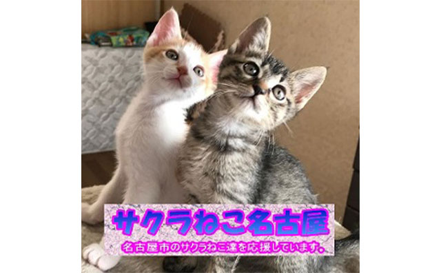 サクラねこ名古屋