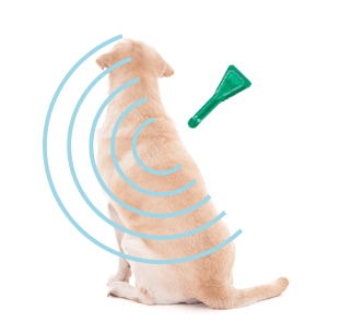 ノミ・マダニ駆除にはフロントラインプラス。冬もノミ・マダニは繁殖し 