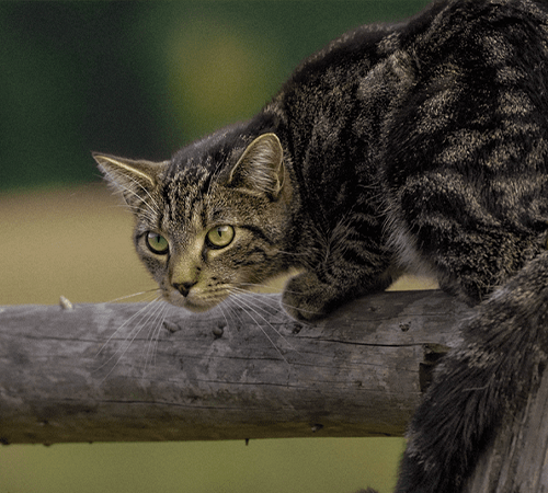 キャットフードをさがす