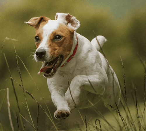 ドッグフードを探す