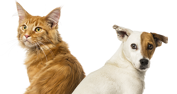 ペットビジョン Pet Vision 本店 ペットゴー