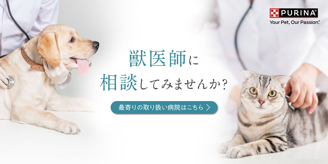 獣医師に相談してみませんか