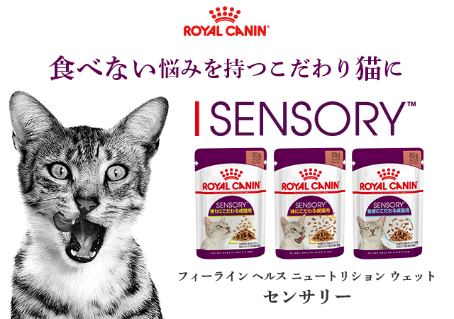 食べない悩みを持つこだわり猫に