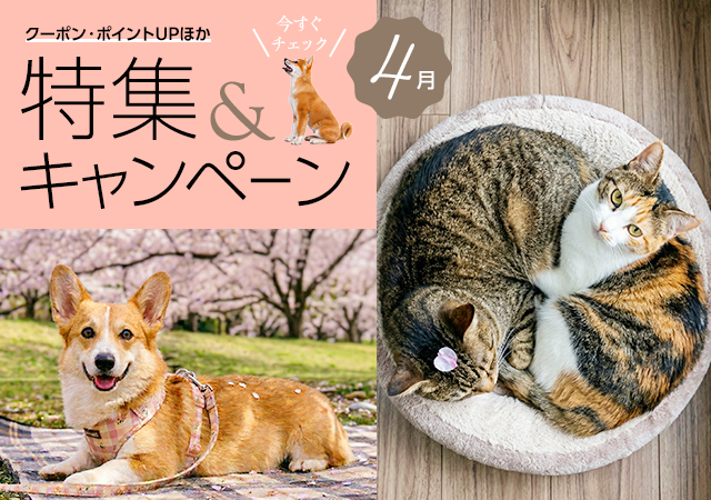特集・キャンペーン