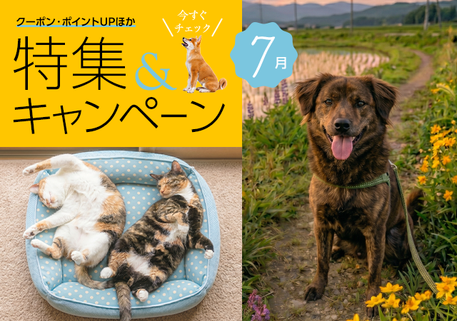 特集・キャンペーン