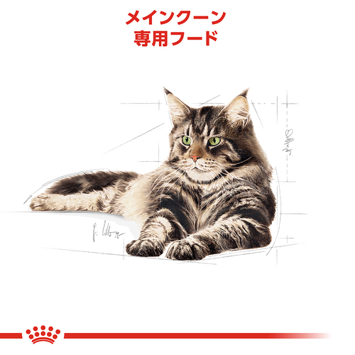 ロイヤルカナン メインクーン 成猫用 2kg×6袋 ロイヤルカナン 猫 メインクーン 成猫用 生後15ヵ月齢から12歳まで 2kg