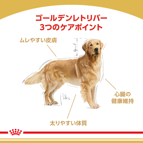 送料無料】ロイヤルカナン BHN ゴールデンレトリバー 成犬・高齢犬用