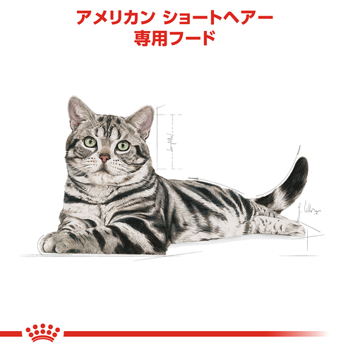 送料無料】ロイヤルカナン FBN アメリカンショートヘアー 成猫用 2kg