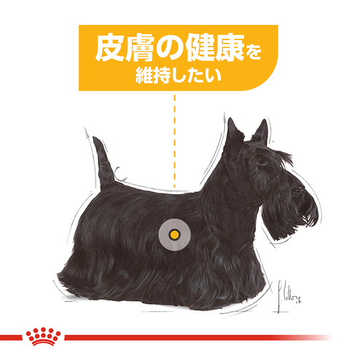 ロイヤルカナン CCN ミニダーマコンフォート 皮膚の健康を維持したい犬